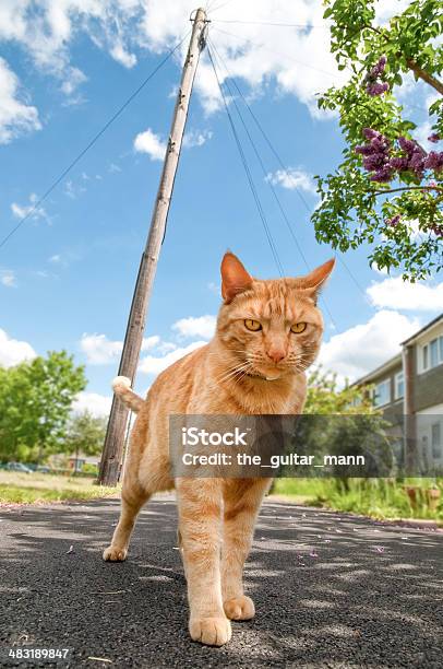 Alley Cat Stock Photo - Download Image Now - Animal, Animal Body Part, Animal Eye