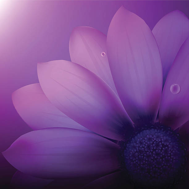 ilustraciones, imágenes clip art, dibujos animados e iconos de stock de violeta gerber - summer flower head macro backgrounds