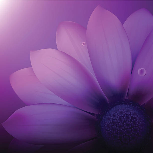 violet gerber - summer flower head macro backgrounds stock illustrations