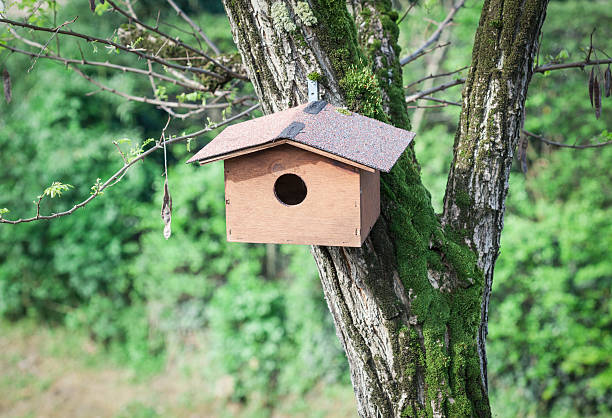 鳥の小さな家 - birdhouse wood pole hole ストックフォトと画像