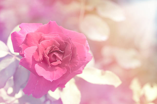 istock Red Rose Beautiful flowers 483192684