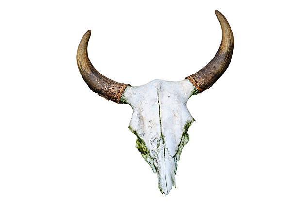 istock White head skull of asia cow with clipping path 483192706