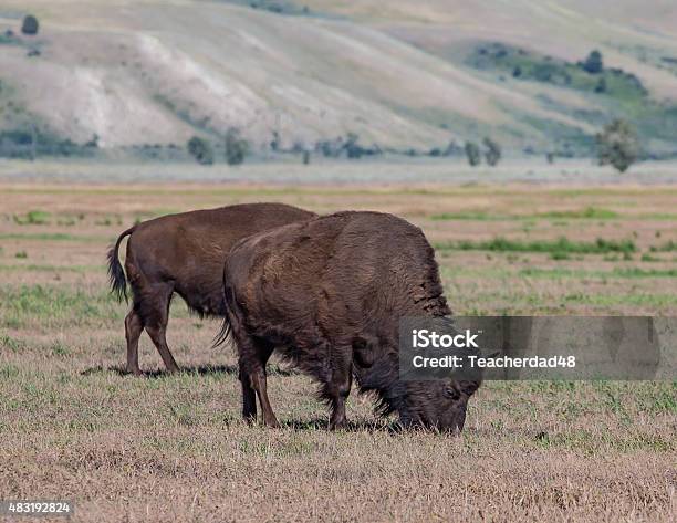 Bison In Wyoming Stock Photo - Download Image Now - 2015, American Bison, Animal Hair