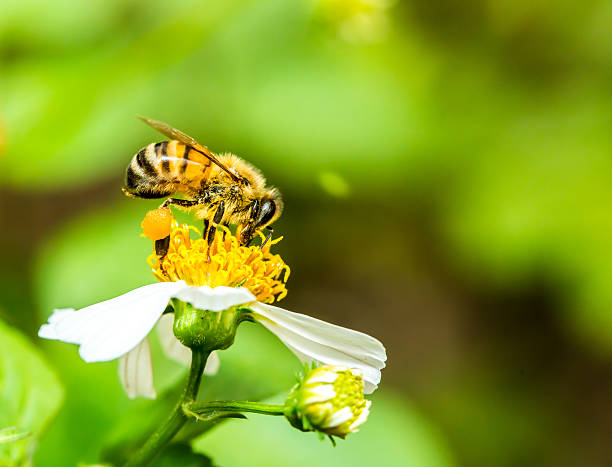istock bee eat pollen of flower 483192968