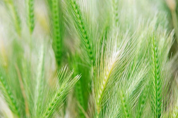 fondo de flores silvestres - long grass uncultivated plant stage plant condition fotografías e imágenes de stock