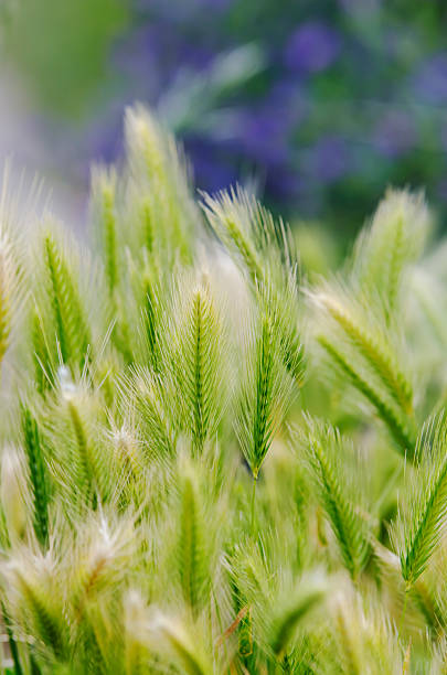 fondo de flores silvestres - long grass uncultivated plant stage plant condition fotografías e imágenes de stock