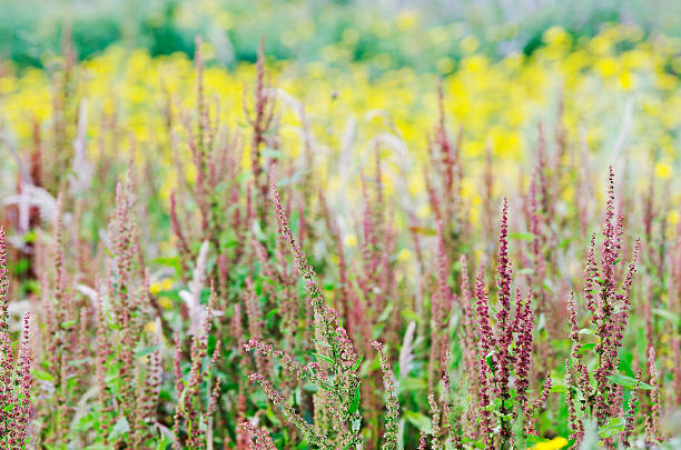 야생화 배경기술 - long grass uncultivated plant stage plant condition 뉴스 사진 이미지