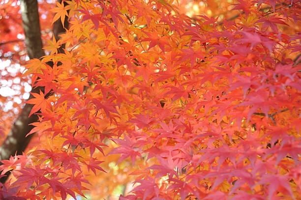 istock REd maple leaves in Autumn 483193484