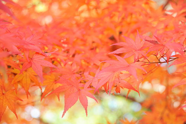 istock Red maple leaves in Autumn 483194336