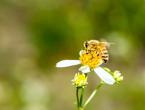 bee eat pollen of flower