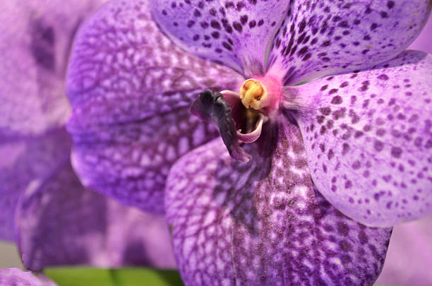 istock Purple Orchid 483195176