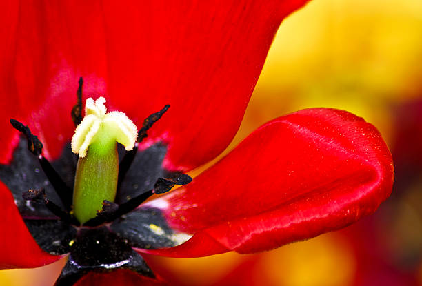 Tulipanes - foto de stock