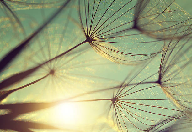 istock Dandelion flower at sunset 483198862