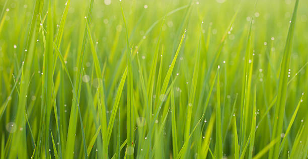 istock Rice field and dew at morning 483199133