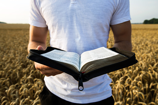 Hombre que agarra Biblia abierta en un campo de trigo photo