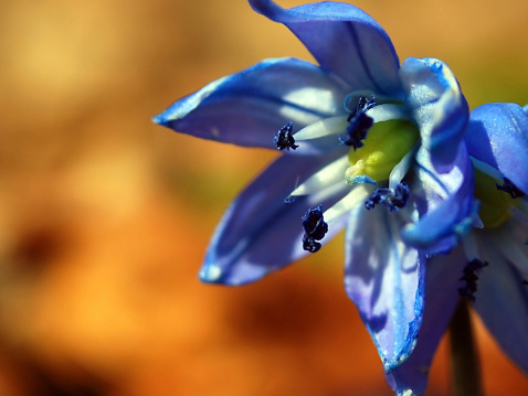 Blue scilla siberica in spring/Scilla siberca flower