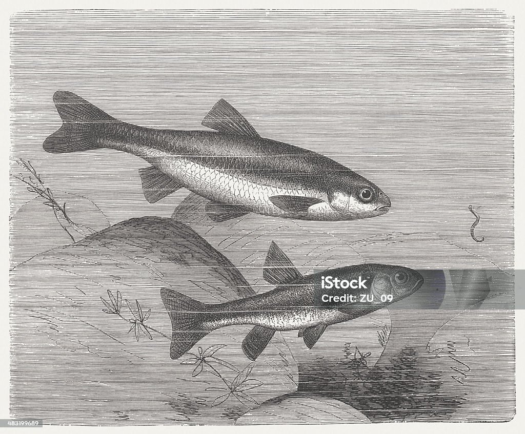 Vairone and Minnow, wood engraving, published in 1884 Western Vairone (Telestes souffia) and Common minnow (Phoxinus phoxinus). Woodcut engraving after a drawing by Gustav Mützel (German painter, 1839 - 1893, published in 1884. Animal stock illustration