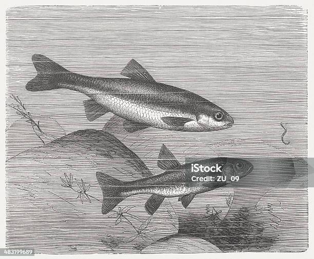 Vairone And Minnow Wood Engraving Published In 1884 Stock Illustration - Download Image Now