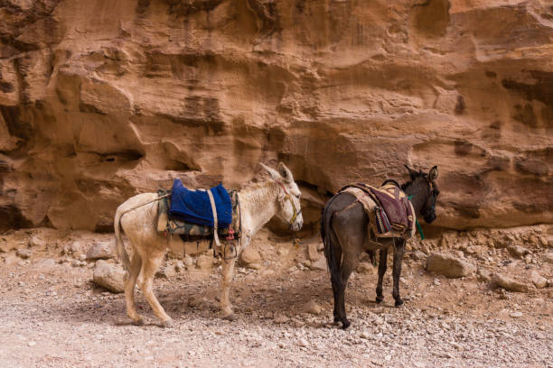 One of the Seven Wonders of the World - Red city of Petra in Jordan.