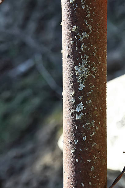 istock Support rusty fence of thorns 483200359