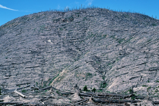 1988 view of devastation with trees blown down in a pattern from the eruption wind current.  Mt St Helens is located in Washington State. Showing some regrowth since the eruption in 1980. This photo was taken in 1988 with 35mm film and scanned. Edited in Photoshop.