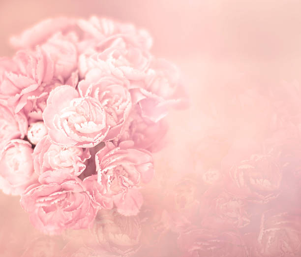 istock abstract soft sweet pink flower background from carnation flowers 483200408