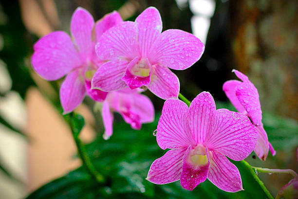 orquídea - long leaved helleborine fotografías e imágenes de stock