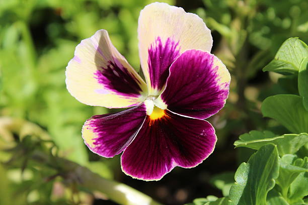 istock Pansy Purple Yellow 5 483201026