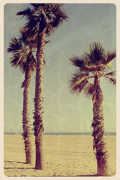 Palm trees and bougainvillea in Long Beach, California