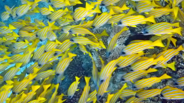 Бесплатные фото рыбы моря и рифов украшение водных ландшафтов