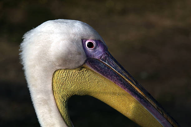 Pelicano - fotografia de stock