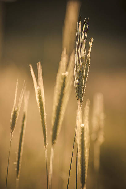 orejas de trigo. - genetic research rural scene wheat photosynthesis fotografías e imágenes de stock