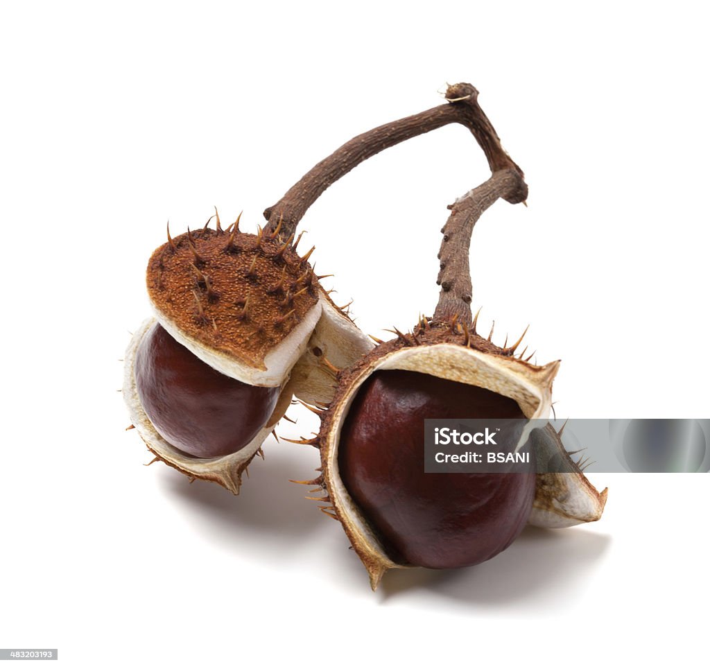 Two horse chestnuts on branch Two horse chestnuts on branch. Isolated on white background Autumn Stock Photo