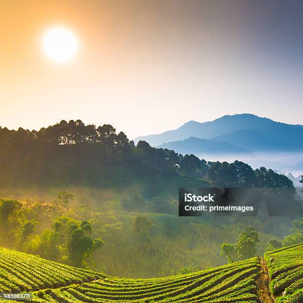 Foto de Bela Sunshine No Misty Manhã Montanhas e mais fotos de stock de Agricultura - Agricultura, Ajardinado, Camellia sinensis