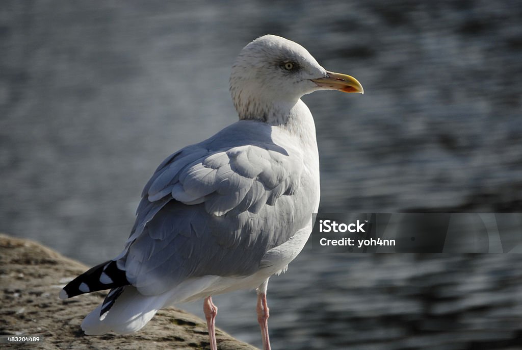 Gull A seagull on a rock. Accidents and Disasters Stock Photo