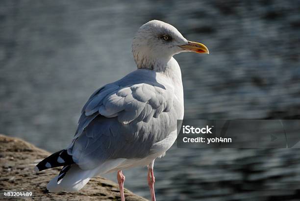 Gull Stock Photo - Download Image Now - Accidents and Disasters, Animal Wildlife, Beak