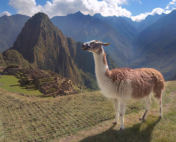 istock Llama standing in front of Machu Picchu 483204702