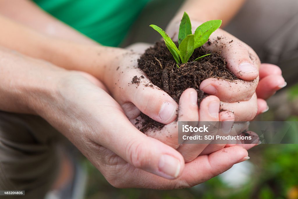 Mother and daughter planting green seedling plant; close-up of hands Seed Stock Photo