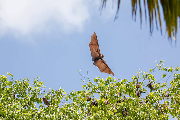 Great Indian Flying Fox (bat) flying in the sky. A few other bats are seen hanging from tree branches.