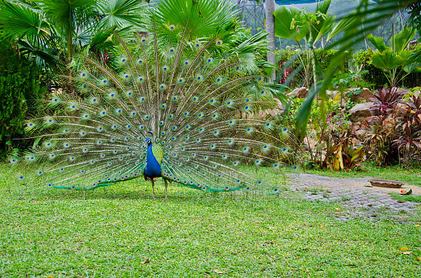 peacock - Photo
