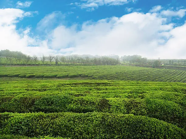 Beautiful fresh green tea plantation