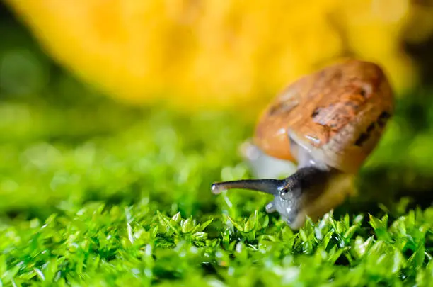 Photo of Snail