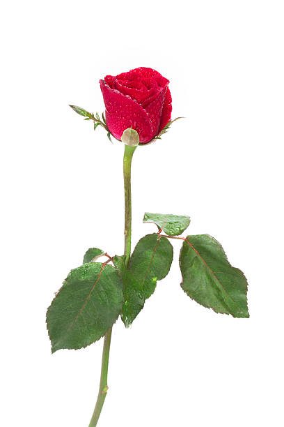 istock wet red rose flower with droplet on white background 483206702