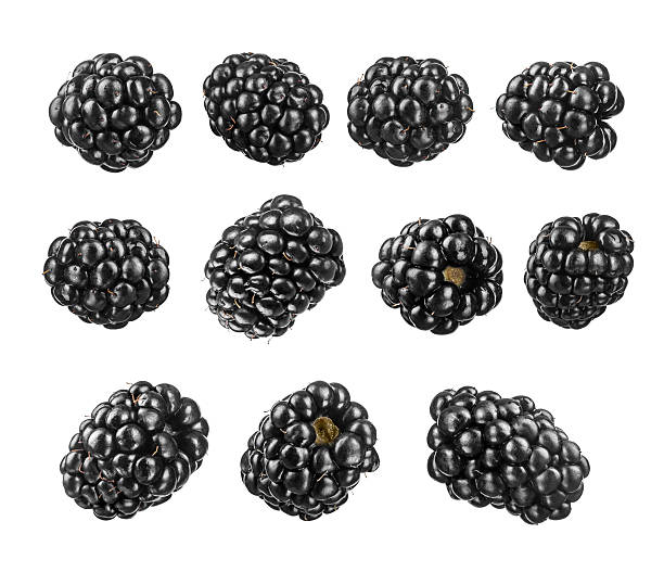 istock the collection of blackberries 483207326
