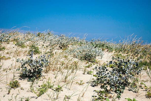 istock Sea holly on grassy sand dune 483207694