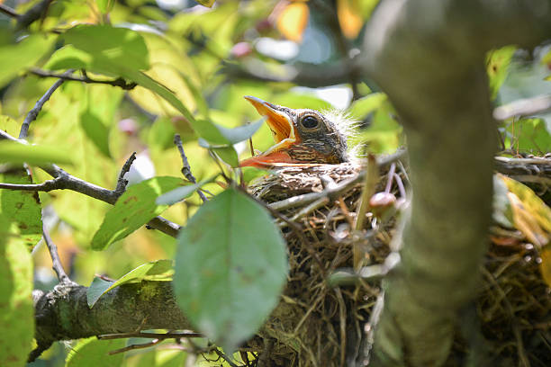 istock Baby Bird Waiting in His Nest for Momma 483209734