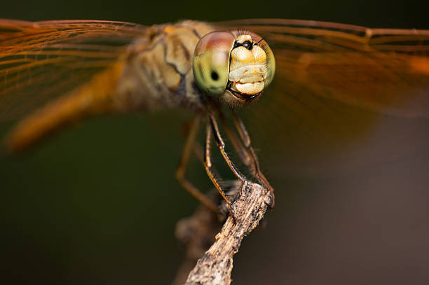 istock Net of eye. Big Head Dragonfly 483209746