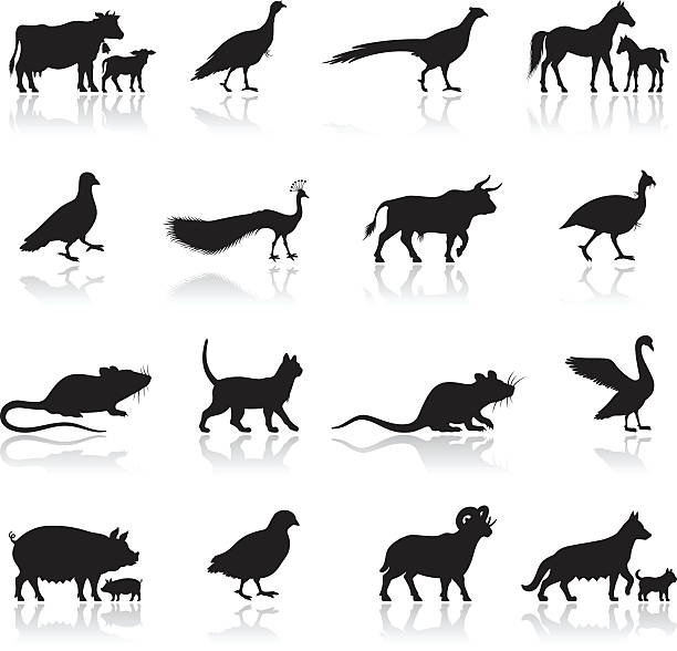 농장 짐승 실루엣 - silhouette animal black domestic cat stock illustrations