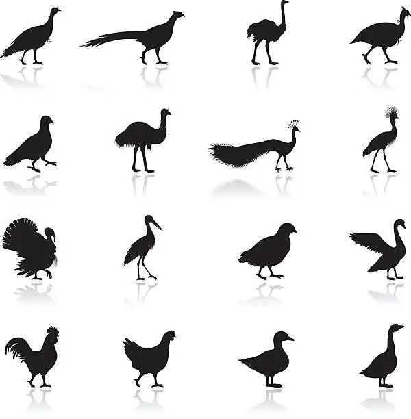 Vector illustration of Poultry Silhouettes