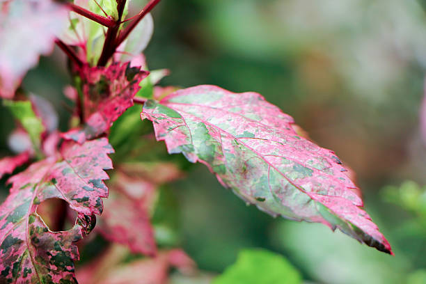 istock Close up of Leaf Chinese hibiscus Flower 483210360